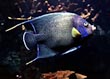 Koran Angel Fish